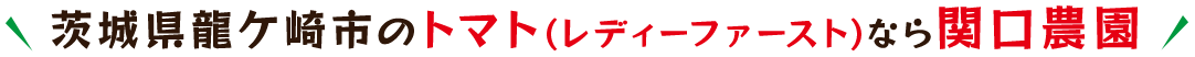 茨城県龍ケ崎市のトマト（レディーファースト）なら関口農園